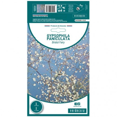 BULBO GYPSOPHILA PANICULATA VERDECORA 1 UD