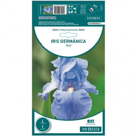 BULBO IRIS GERMANICA AZUL VERDECORA 1 UD