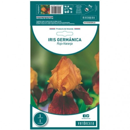BULBO IRIS GERMANICA ROJO-NARANJA VERDECORA 1 UD