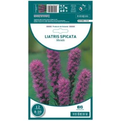 BULBO LIATRIS MORADO VERDECORA 12 UDS