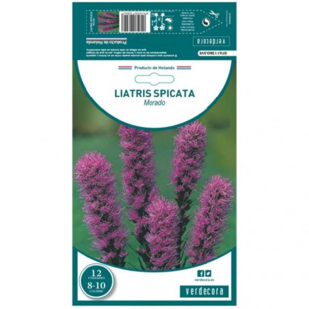 BULBO LIATRIS MORADO VERDECORA 12 UDS