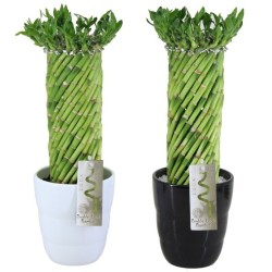 COMPOSICIÓN LUCKY BAMBOO CIRCULAR MACETA 14CM