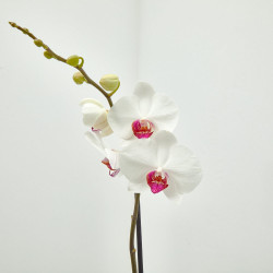 ORQUÍDEA BLANCA 1TALLO EN MACETA 12CM.