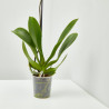 ORQUÍDEA BLANCA 1TALLO EN MACETA 12CM