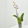 ORQUÍDEA BLANCA 1TALLO EN MACETA 12CM