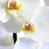 ORQUÍDEA BLANCA 1TALLO EN MACETA 12CM