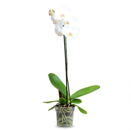 ORQUÍDEA BLANCA 1TALLO EN MACETA 12CM