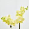 ORQUÍDEA AMARILLA 2TALLOS EN MACETA 12CM