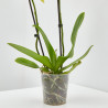 ORQUÍDEA AMARILLA 2TALLOS EN MACETA 12CM