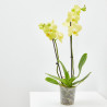 ORQUÍDEA AMARILLA 2TALLOS EN MACETA 12CM