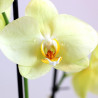 ORQUÍDEA AMARILLA 2TALLOS EN MACETA 12CM