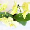 ORQUÍDEA AMARILLA 2TALLOS EN MACETA 12CM