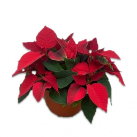 FLOR DE PASCUA ROJA TARRINA 20CM