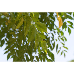 MELIA MACETA 10 LITROS