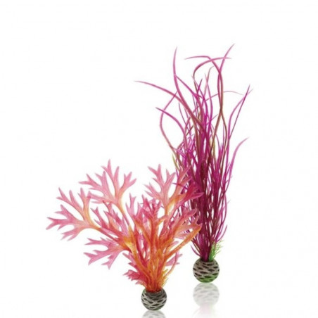 BIORB KIT PLANTAS MEDIANAS ROJO Y ROSA