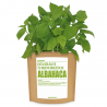 KIT CULTIVO BOLSA ALBAHACA
