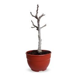 PRE BONSAI HIGUERA