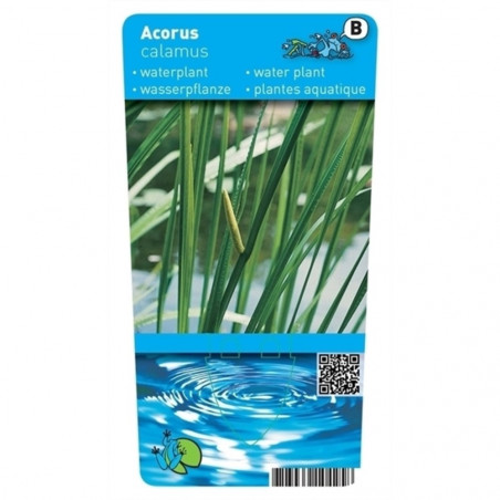 ACORUS CALAMUS 18X18