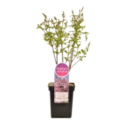 LILO PREMIUM MACETA 5 LITROS