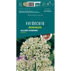 BULBOS ALLIUM BLANCO VERDECORA 10 UDS