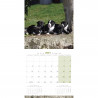 CALENDARIO  STAFFORD SHIRE BULL TERRIER