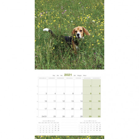 CALENDARIO BEAGLE