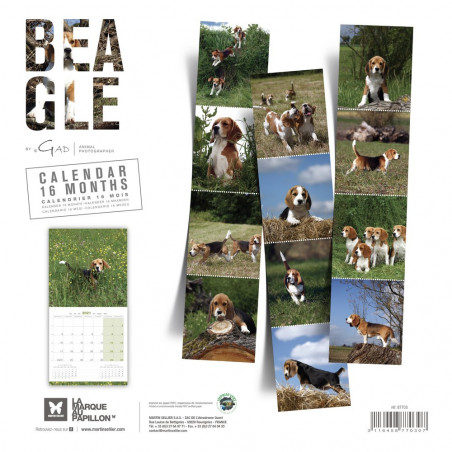 CALENDARIO BEAGLE