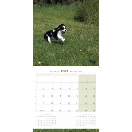 CALENDARIO CAVALIER KING CHARLES