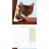 CALENDARIO GATOS
