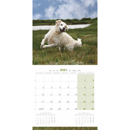 CALENDARIO GOLDEN RETRIEVER