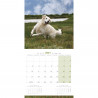 CALENDARIO GOLDEN RETRIEVER