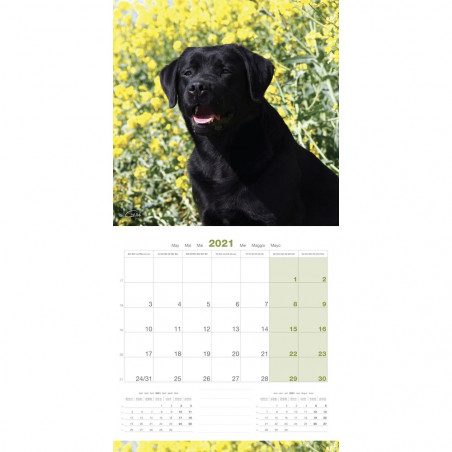 CALENDARIO LABRADOR