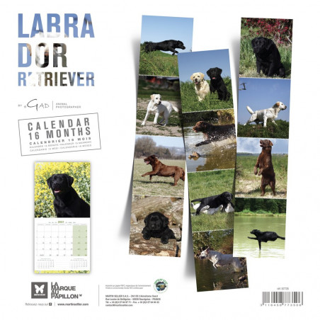 CALENDARIO LABRADOR