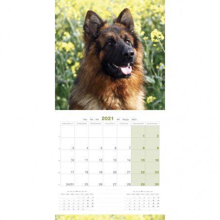 CALENDARIO PASTOR ALEMAN