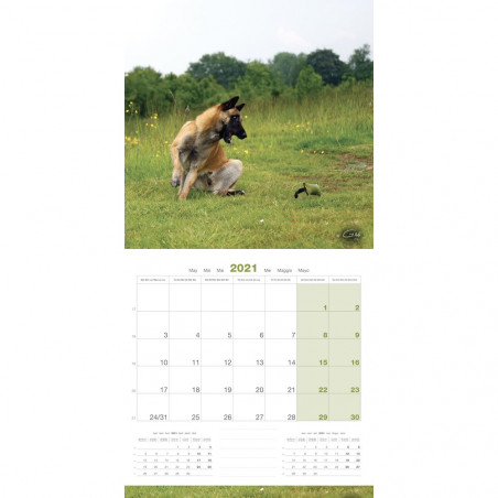 CALENDARIO PASTOR BELGA