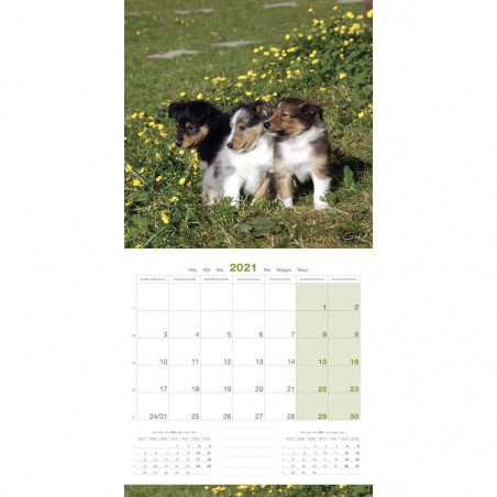 CALENDARIO MAINE COON