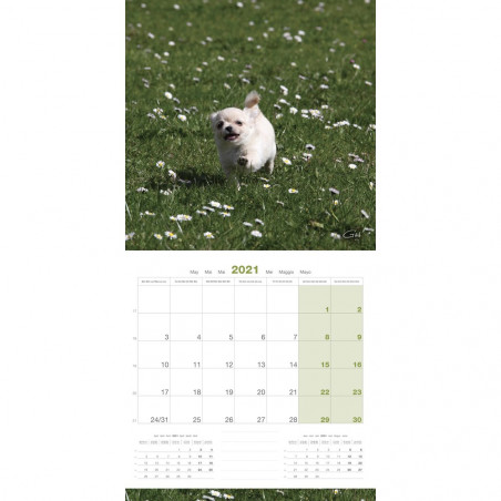 CALENDARIO PUPPIES