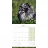 CALENDARIO POMERANIA