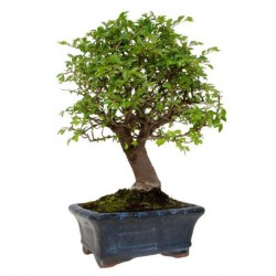 BONSAI 5 AÑOS ZELKOVA PARVIFOLIA OLMO CHINO