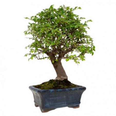 BONSAI 5 AÑOS ZELKOVA PARVIFOLIA OLMO CHINO