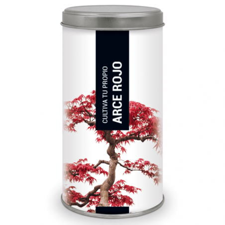 CULTIVA TU PROPIO BONSAI ARCE ROJO