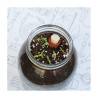 KIT CULTIVO INTERIOR TOMATE CHERRY CON AUTORIEGO