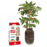 KIT CULTIVO INTERIOR TOMATE CHERRY CON AUTORIEGO
