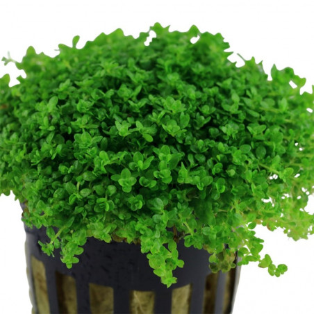 HEMIANTHUS CALLITRICHOIDES