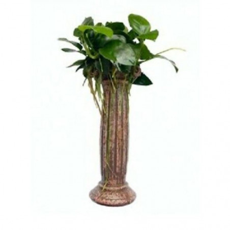 ANUBIAS ENRAIZADA EN COLUMNA