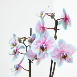 ORQUÍDEA BICOLOR TINTADA  2TALLOS EN MACETA 12CM.