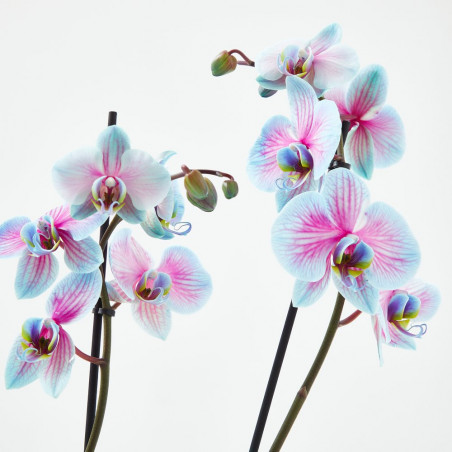 ORQUÍDEA BICOLOR TINTADA  2TALLOS EN MACETA 12CM.