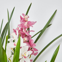 ORQUÍDEA CYMBIDIUM 1 TALLO MACETA 12CM