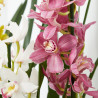 ORQUÍDEA CYMBIDIUM 1 TALLO MACETA 12CM