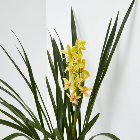 ORQUÍDEA CYMBIDIUM 1 TALLO MACETA 12CM